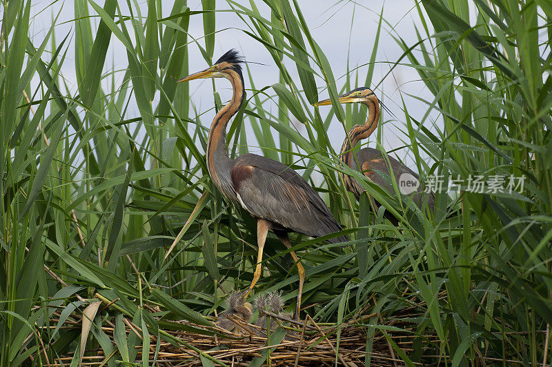 一对紫鹭与雏鸟同巢(Ardea purpurea)